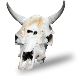 bull-skull2